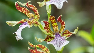 Episode 12 Zygopetalum orchids and my other best orchids for scent in autumn [upl. by Arissa]