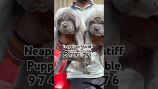 Neapolitan Mastiff  Neo Mastiff Puppy’s Available In Bangalore mastiff dog doglover dogs pets [upl. by Raney965]