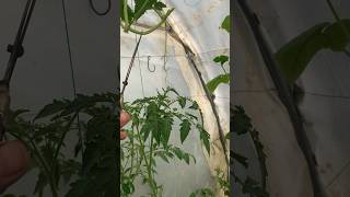 Salatalık tepe alma budaması nasıl yapılır yapılır pruning cucumber plant tips [upl. by Craven]