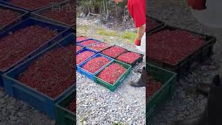 lingonberry picking harvesting cranberry lingonberry berryfarm [upl. by Odine]