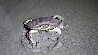 Catching Crabs at Night on the Beach [upl. by Tomaso]