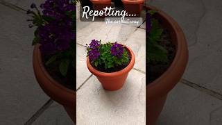 Repotting a plant shortsviral plants youtubeshorts houseplantlover flowers [upl. by Anerres347]