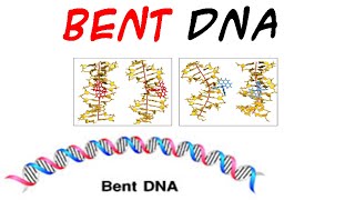 DNA structure  Bent DNA [upl. by Gavette]