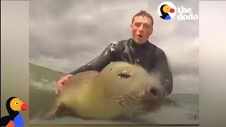 Seal Catches A Wave With Surfers  The Dodo [upl. by Nytram199]