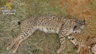 Un CAZADOR MATA a un LINCE IBÉRICO💀 [upl. by Dole]