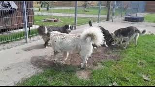 20220614 FORMER BULGARIAN STRAY DOGS GINA KRASIMIR RAFCHO PUHA IN GERMAN FOSTER [upl. by Vernier]