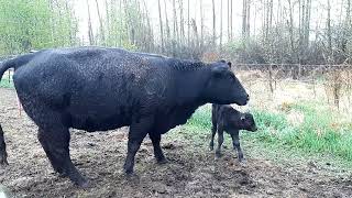 MEET Glitzy amp Mitzy BRAND NEW CALF in the RAIN by a TREE [upl. by Otrebide]