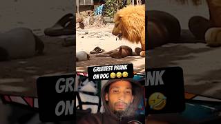 Funniest prank on sleeping dog 😂 Fake lion scared dog prank dailymemes funnymemes hahaha [upl. by Birkner127]