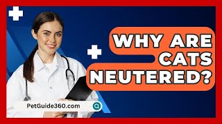 Why Are Cats Neutered  PetGuide360com [upl. by Shama99]