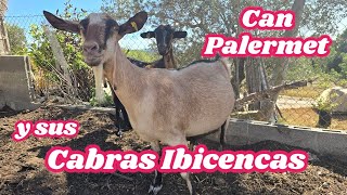 Visitamos las Cabras Ibicencas de can Palermet [upl. by Lalage]