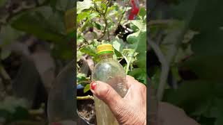 How I destroyed aphids and mites in one spray Watch demonstration video in the link below [upl. by Sueaddaht558]