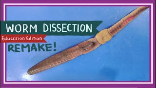 Worm Dissection Remake  If You Cut a Worm in Two EDU [upl. by Aileme544]