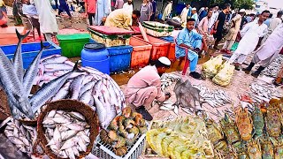 Explore Karachi Fishery amp Current Fish Prices 2024quot Morning Fish Market  Seafood At Wholesale Rates [upl. by Tnomal]