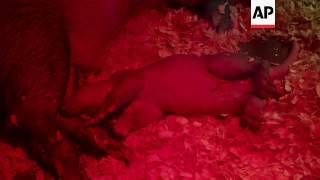 Aardvark born at Czech zoo [upl. by Jaynes]