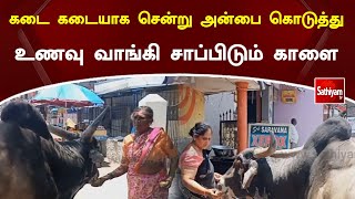 கடை கடையாக சென்று அன்பை கொடுத்து உணவு வாங்கி சாப்பிடும் காளை [upl. by Leacim]