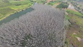 Dry tree in lakeshot with dji avata 2 [upl. by Irved]