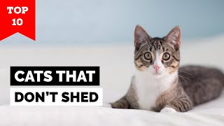 Top 10 Cat Breeds That Dont Shed [upl. by Ilenna300]