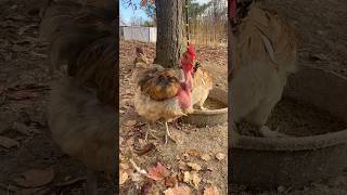 Poor chickens molting chickens homestead [upl. by Venator]