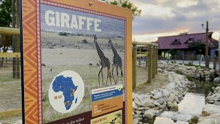 The conservation efforts behind the Chattanooga Zoos Cape of Africa expansion [upl. by Curkell]