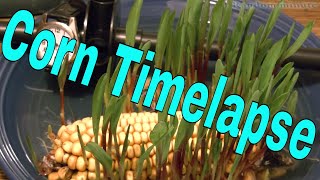 Corn timelapse [upl. by Phox642]