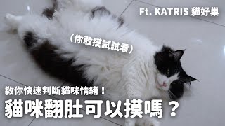 為什麼貓咪翻肚不讓我摸？還咬我？教你快速判斷貓咪的情緒！FtKATRIS 貓好巢 EP125 [upl. by Ameg]