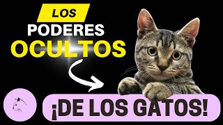 10 PODERES OCULTOS De Los GATOS [upl. by Dur907]