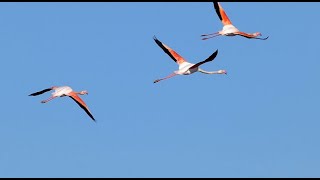 Flamants roses  Vol et parade nuptiale [upl. by Yzmar151]