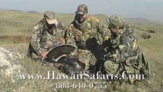 Shoot Straight with Chad Schearer  MD Johnson Hawaii Turkey Hunting [upl. by Loftus]