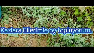 BAHÇE TEMİZLİĞİ  KAZLARA ELLERİMLE OT TOPLUYORUM [upl. by Aicened]