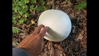 CAMPER COOKING Cooking Puffball Mushrooms [upl. by Sorac]