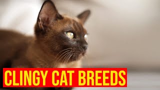 7 Cat Breeds That Are Totally Clingy All Cats [upl. by Airbma73]