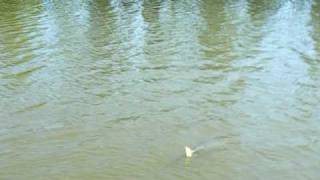 Chattahoochee River gar fishing [upl. by Wandy]