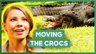 Australia Zoo Move A Cranky Crocodile Couple To A New Enclosure  Crikey Its The Irwins [upl. by Eislel]