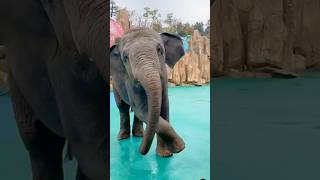 dog puppy doglover cute pets tamil song tamilsong music love elephant funny funnyvideo [upl. by Jerry]