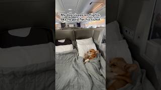 Dog flying in business class pettravel travel corgi plane airline airport dog dogshorts [upl. by Lenuahs987]