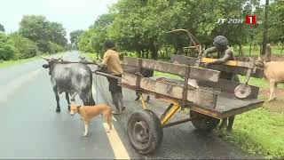 SALINISATION EN CASAMANCE  Quand le sol prive le Joola de son riz [upl. by Laresa160]