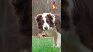 Australian Shepherd intelligent and beautiful [upl. by Hindorff302]