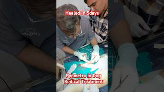 Dog Pyometra treatment is Surgery veterinaryclinic ujjain petdoctor mahakalveterinaryclinic [upl. by Derfiniw398]