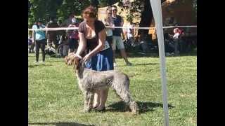 Košice 2013 CACIB Dog Show Spinone Italiano Stannamore CONTESSA LISA ALICIA [upl. by Leo]