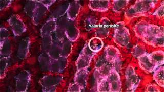 Malaria Lifecycle Part 1 Human Host 2016 [upl. by Kesley]