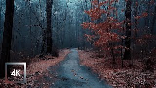 Relaxing Walk in the Rain Binaural Rain and Nature Sounds for Sleep and Study  4k ASMR [upl. by Femi]