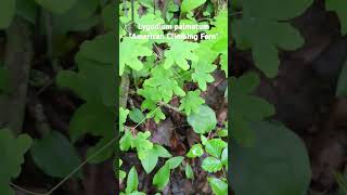 This Ferns Got Legs The Curious American Climbing Fern botany ferns nature [upl. by Etteroma275]