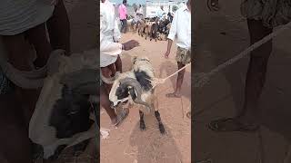 VM Sheep Farmsheepfarm animals sheeps goat achampet youtubeshorts viralshort shorts [upl. by Dympha]