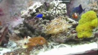 How to start a salt water aquarium Part 2 [upl. by Sinned]