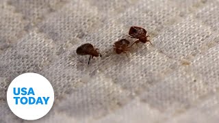 How to spot bed bugs at hotels and avoid bringing them home  USA TODAY [upl. by Lesiram851]