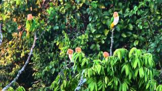 White Bellied Parrots  Pionites leucogaster [upl. by Holle820]