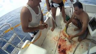 Fish Slaughter Ocean Sail BVI to Bahamas [upl. by Pedrick189]