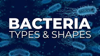 BACTERIA TYPES AND SHAPES [upl. by Lammaj]