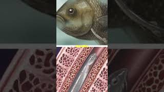 Meet the Candiru The Most Terrifying Fish in the Amazon amazon fish wildlife viralvideo facts [upl. by Griseldis]