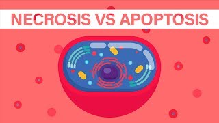 What is Necrosis vs What is Apoptosis [upl. by Hy]